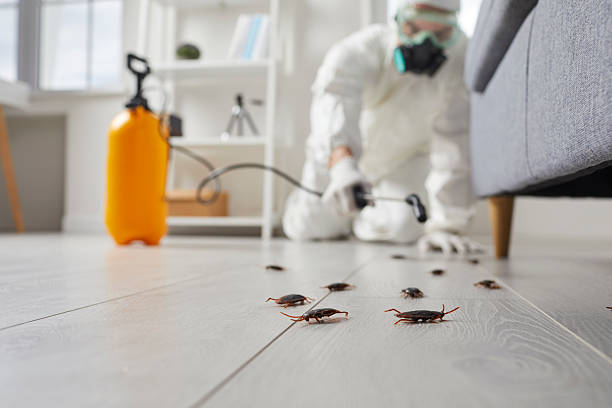 Commercial Rodent Management in South Alamo
